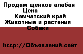 Продам щенков алабая › Цена ­ 5 000 - Камчатский край Животные и растения » Собаки   